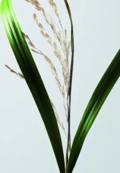 Shu Uemura Essence Absolue Universal Balm 150ml 5 Shu Uemura Essence Absolue Universal Balm 150ml -Winkel Voor Haarproducten 3474636610204 11