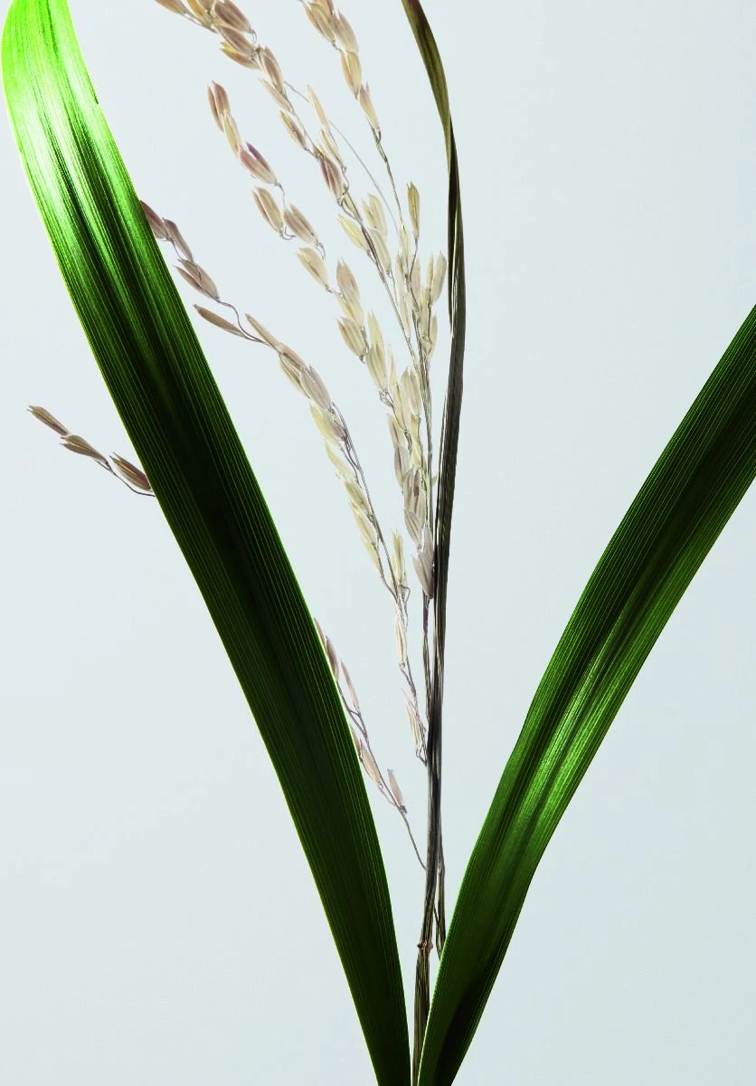 Shu Uemura Essence Absolue Universal Balm 150ml 3 Shu Uemura Essence Absolue Universal Balm 150ml - Afbeelding 3